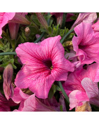 Surfinia Compact Sweetunia Bubblelou