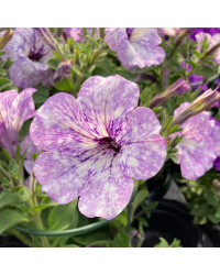 Petunia Surfinia Lavender Sky