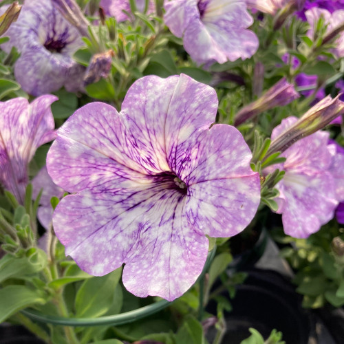 Petunia Surfinia Lavender Sky