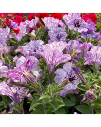 Petunia Surfinia Lavender Sky
