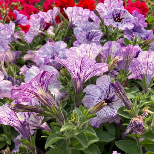 Petunia Surfinia Lavender Sky