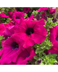 Petunia Retombant Surfinia Purple