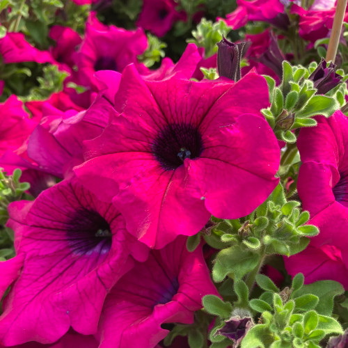 Petunia Retombant Surfinia Purple