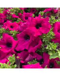 Petunia Retombant Surfinia Purple