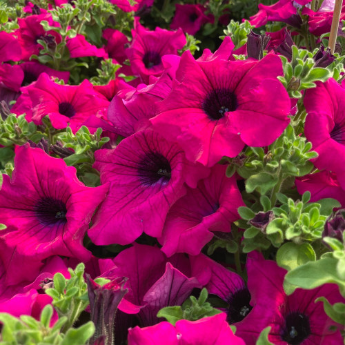 Petunia Retombant Surfinia Purple