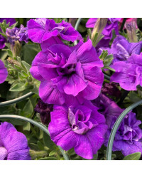 Petunia Sweetsunshine Pink Purple