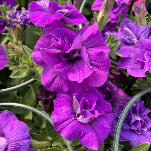 Petunia Sweetsunshine Pink Purple