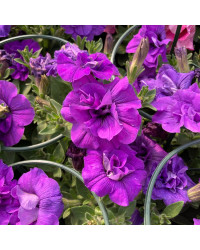 Petunia Sweetsunshine Pink Purple