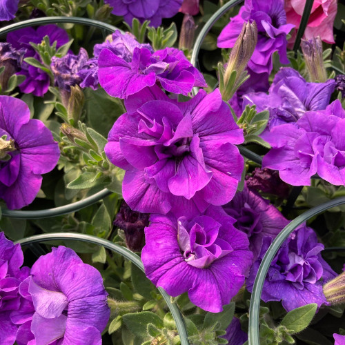 Petunia Sweetsunshine Pink Purple