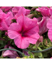 Petunia Surfinia Hot Pink