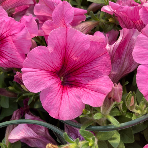 Petunia Surfinia Hot Pink