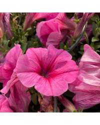 Petunia Surfinia Hot Pink