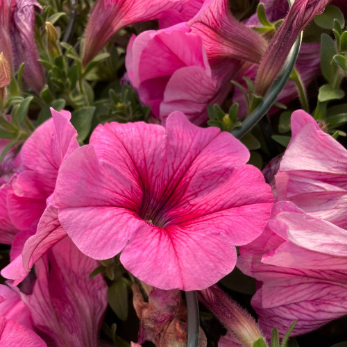 Petunia Surfinia Hot Pink