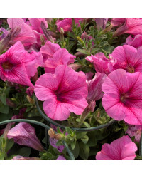 Petunia Surfinia Hot Pink