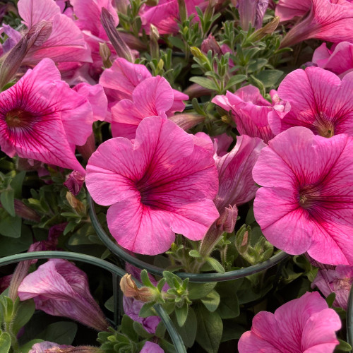 Petunia Surfinia Hot Pink