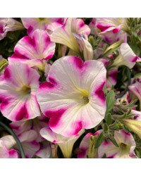 Petunia Surfinia Famous Swirl Raspberry