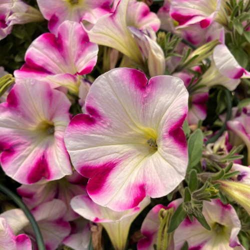 Petunia Surfinia Famous Swirl Raspberry