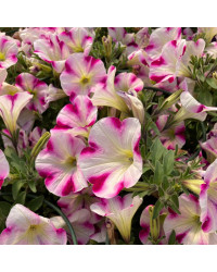 Petunia Surfinia Famous Swirl Raspberry