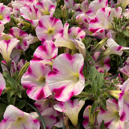 Petunia Surfinia Famous Swirl Raspberry