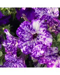 Petunia Night Family Night Sky