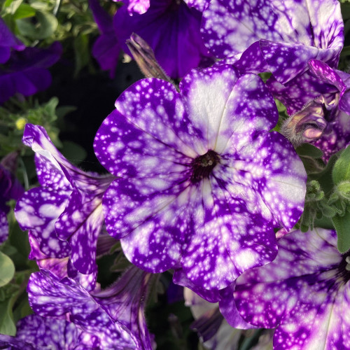 Petunia Night Family Night Sky