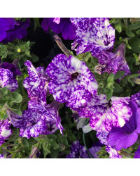 Petunia Night Family Night Sky