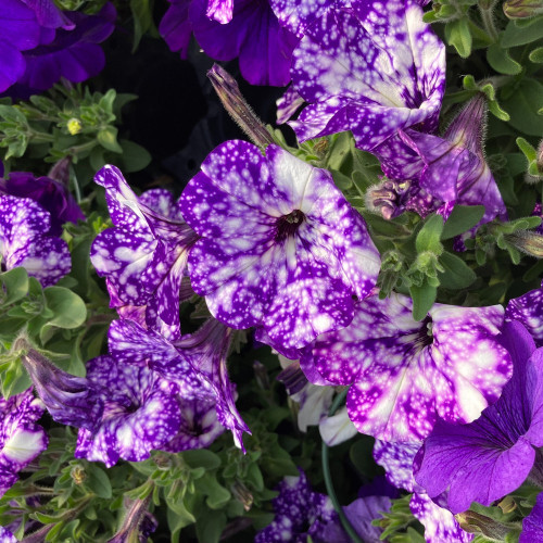 Petunia Night Family Night Sky