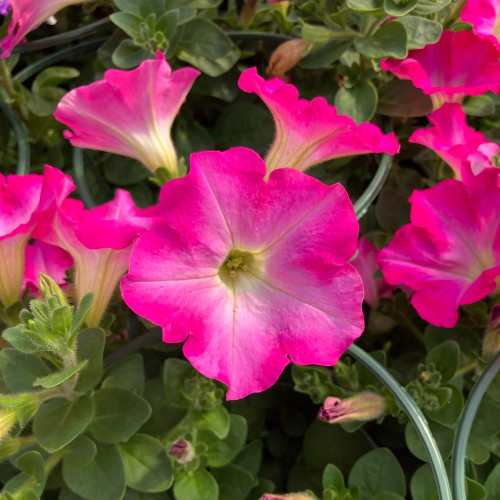 Petunia Surfinia Rose Pink