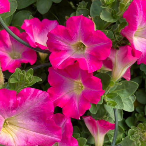 Petunia Surfinia Rose Pink