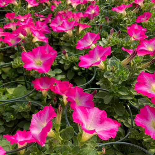 Petunia Surfinia Rose Pink