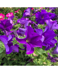 Petunia Retombant Surfinia Giant Blue