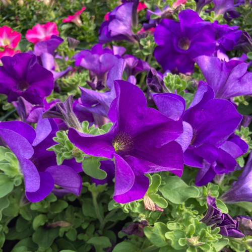 Petunia Retombant Surfinia Giant Blue