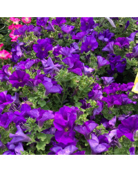 Petunia Retombant Surfinia Giant Blue