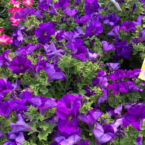 Petunia Retombant Surfinia Giant Blue