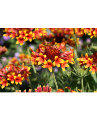 Gaillarde Corneto Blaze