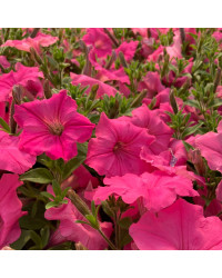 Surfinia Compact Sweetunia Bubblelou