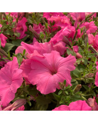 Surfinia Compact Sweetunia Bubblelou