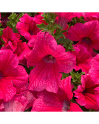Petunia Surfinia Hot Pink