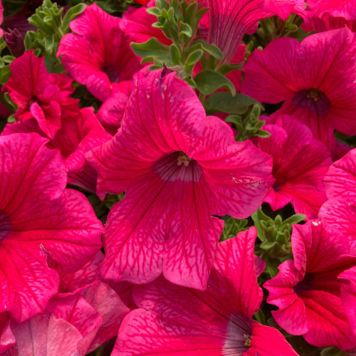 Petunia Surfinia Hot Pink