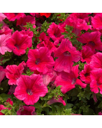 Petunia Surfinia Hot Pink