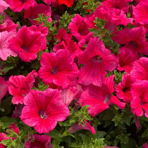 Petunia Surfinia Hot Pink