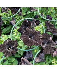 Surfinia Compact Sweetunia Black Satin