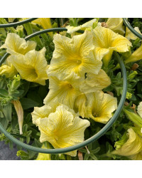 Petunia Surfinia Yellow Dream