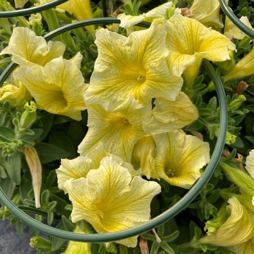 Petunia Surfinia Yellow Dream