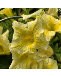 Petunia Surfinia Yellow Dream