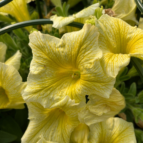 Petunia Surfinia Yellow Dream