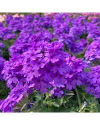 Verveine Venosa Deep Lilac