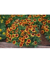 Gaillarde Corneto Blaze