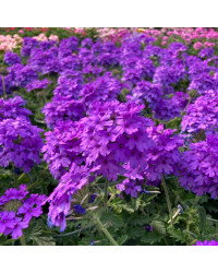 Verveine Venosa Deep Lilac