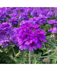 Verveine Venosa Deep Lilac